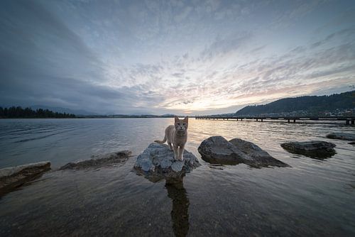 Waar de dag op stille poten loopt