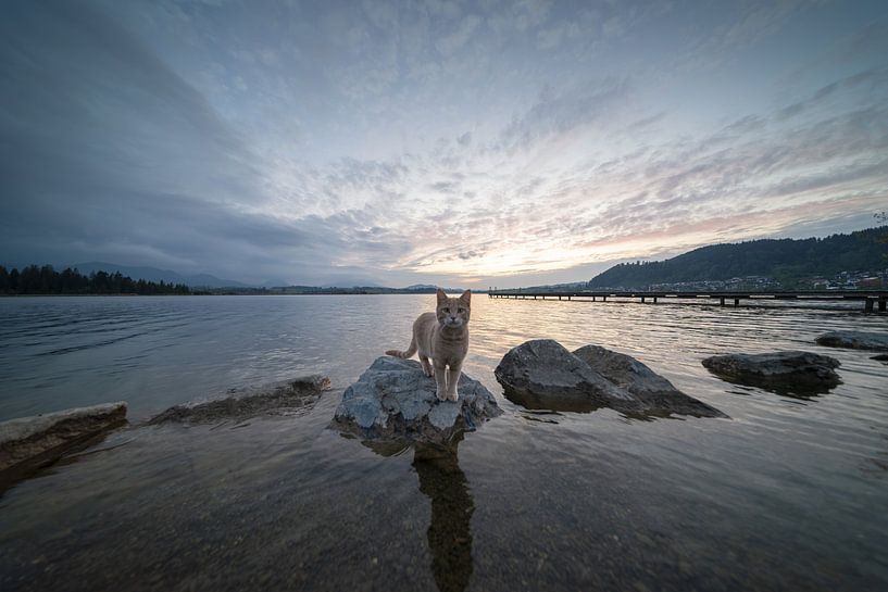 Where the day walks on silent paws by Walter G. Allgöwer