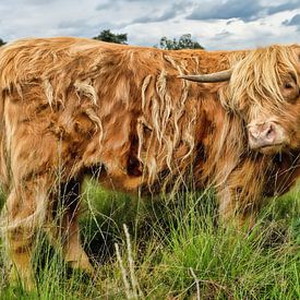 Schotse hooglander op de hei by Dianne van der Velden