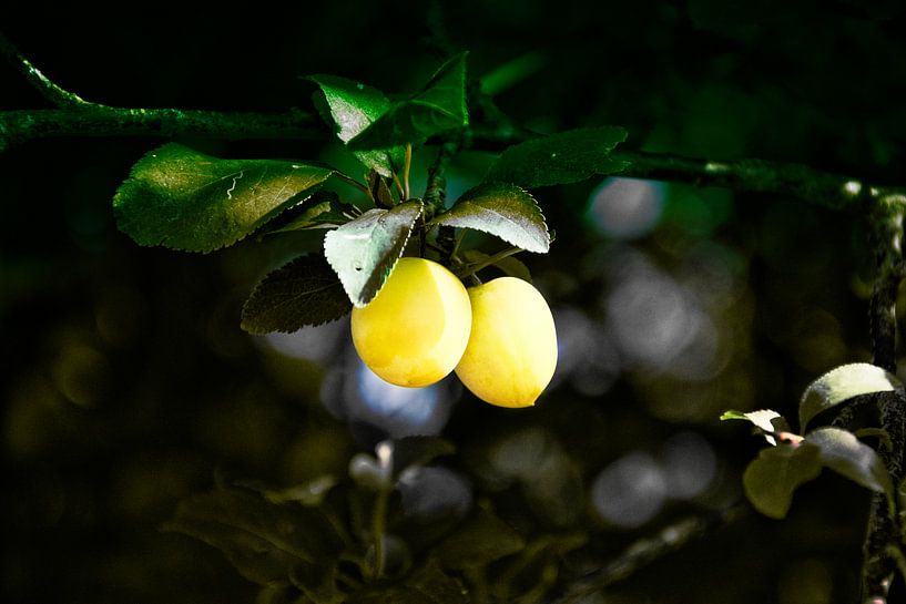 Mirabelle by RK