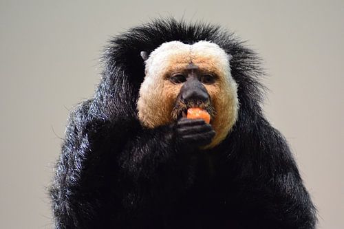 Essender Affe. von Marcha Meijer