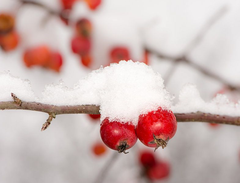 Ornamental apples in winter by ManfredFotos