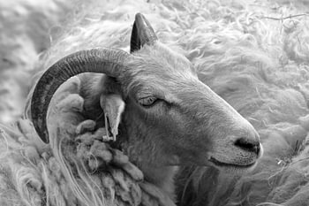 Portret van een ongeschoren Drents Heideschaap