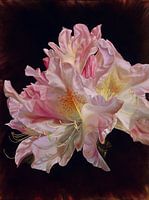 Rhododendron