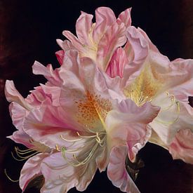 Rhododendron by Nanda Hoep