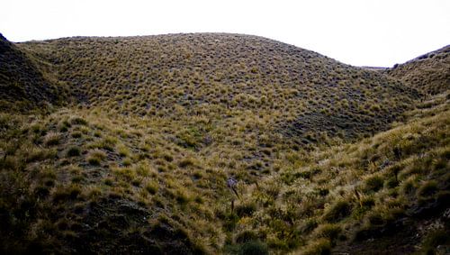 New Zealand by Pim Michels