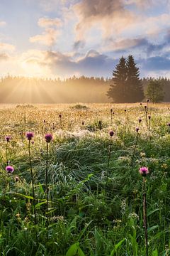 Summer morning in the Ore Mountains by Daniela Beyer