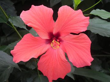 Hibiscus bloem (flower) van Ingrid Van Maurik