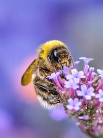 Makro Poster Feldhummel auf lila Blume - Naturfotografie Wanddekoration von Photography Liss