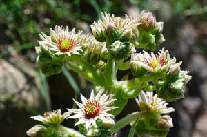 Feuilles de tonnerre en fleur (Sempervivum tectorum)
