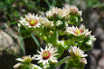 Thunderleaf in bloom (Sempervivum tectorum)