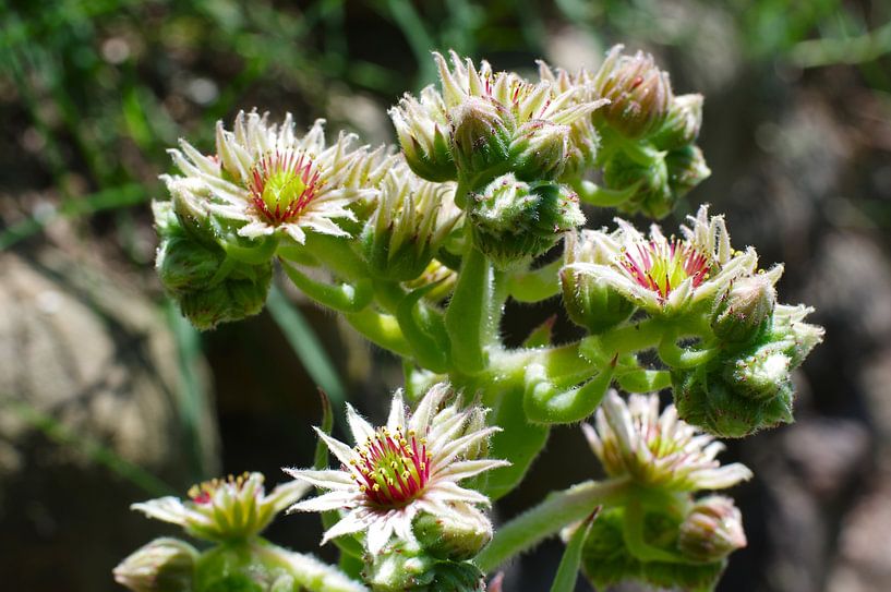 Thunderleaf in bloom (Sempervivum tectorum) by Peter Broer