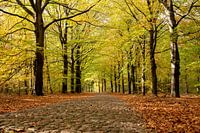 Sunny autumn day in the forest.