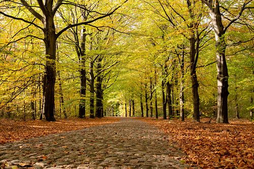 Sunny autumn day in the forest.