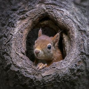 Eichhörnchen in einem hohlen Baumstamm.