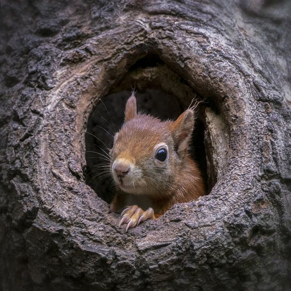 Eekhoorn in een holle boomstam. van Albert Beukhof
