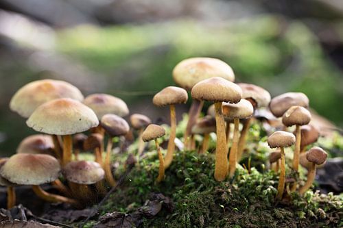 Champignons dans la forêt