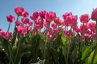 Pink Tulips