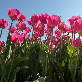 Pink Tulips by Alma Rutten