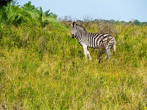 Zebra im iSimangaliso-Feuchtgebietspark von Charlotte Dirkse