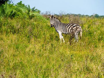 Zebra in iSimangaliso wetland park van Charlotte Dirkse
