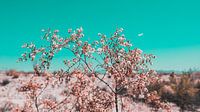 Le désert californien en fleurs 07