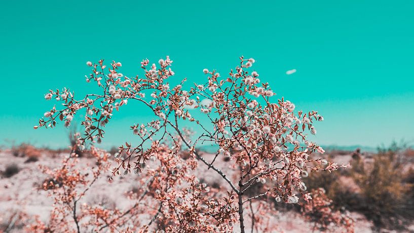 Le désert californien en fleurs 07 par FotoDennis.com | Werk op de Muur