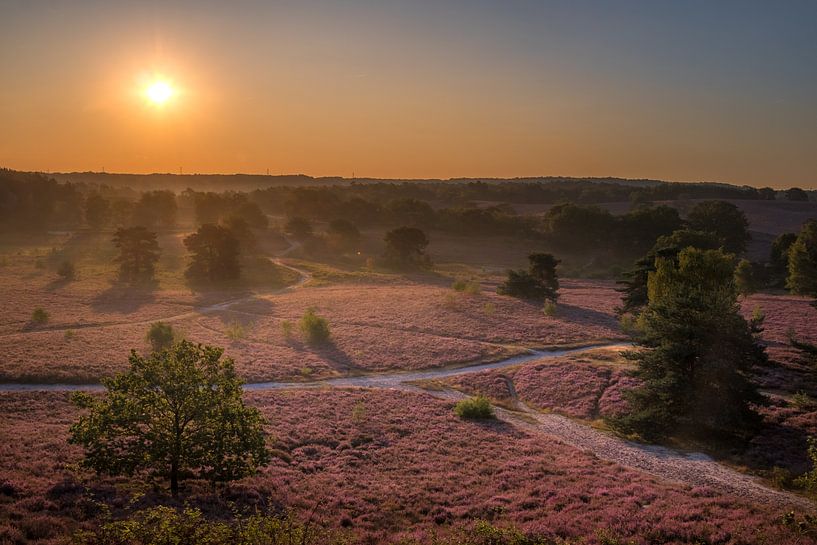 Sunrise at Brunssummer Heide / Heather Landscape von Maurice Meerten