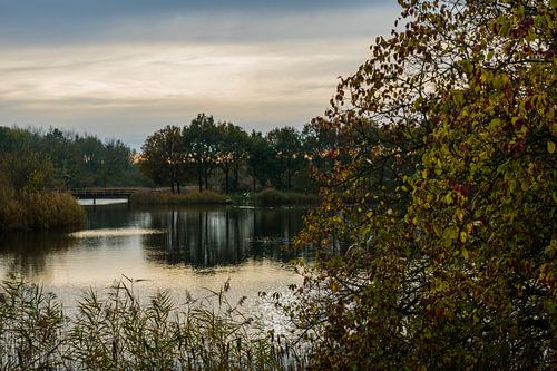 Serene Stilte: Een Toevluchtsoord in het Natuurpark Lelystad.