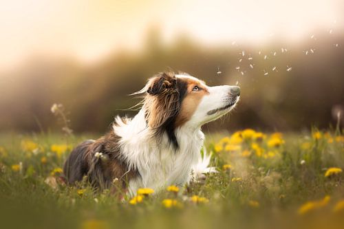 Border collie tussen de paardenbloemen