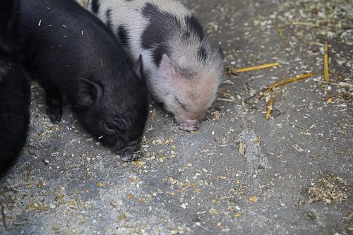 Mini biggetje bij zijn eerste uittocht op de boerderij.