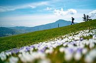 Crocus meadow at Mittagberg with view to the Grünten mountain by Leo Schindzielorz thumbnail