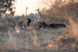 Fallow deer in the late evening light- during the setting sun by Servan Ott