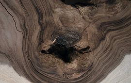 Petrified wood by Franke de Jong