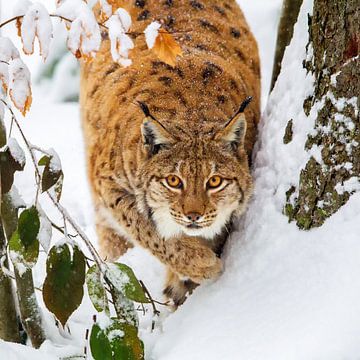 Lynx in de sneeuw van Dirk Rüter