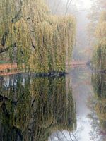 Spiegel natuur