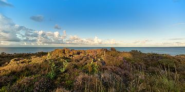 Sylt, Braderuper Heide mit Blick auf das Meer