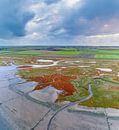 Texel - De Schorre - Roter Sumpf samphire 02 von Texel360Fotografie Richard Heerschap Miniaturansicht