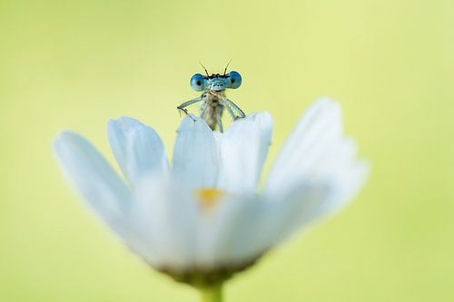 Greetings from a damselfly or dragonfly