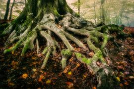Carottes sur Bram de Jong