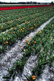 Bollenvelden in bloei von Wouter Sikkema
