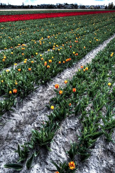 Bollenvelden in bloei par Wouter Sikkema