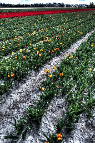 Dutch Tulips by Wouter Sikkema