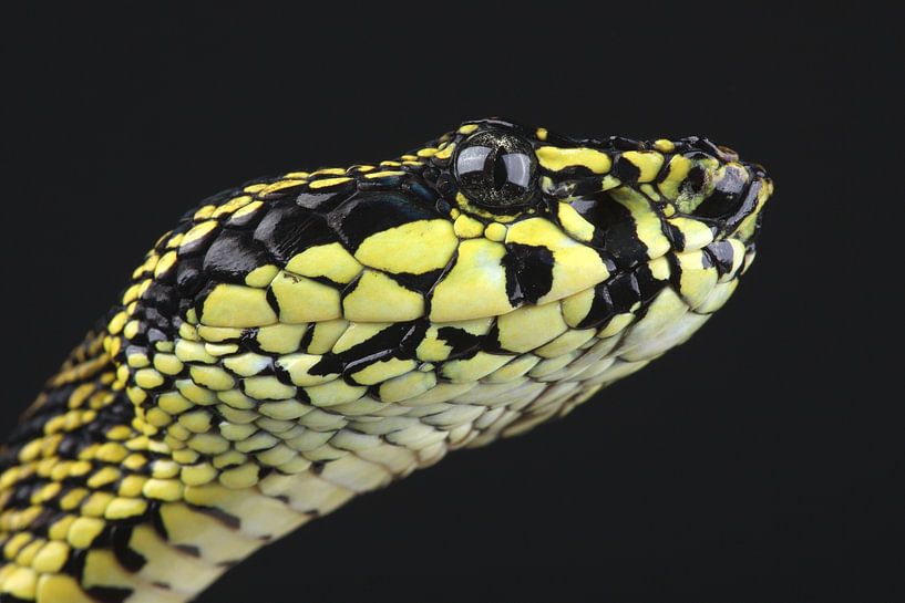 Jerdon's Pit Viper (Protobothrops jerdonii) by Ronald Pol