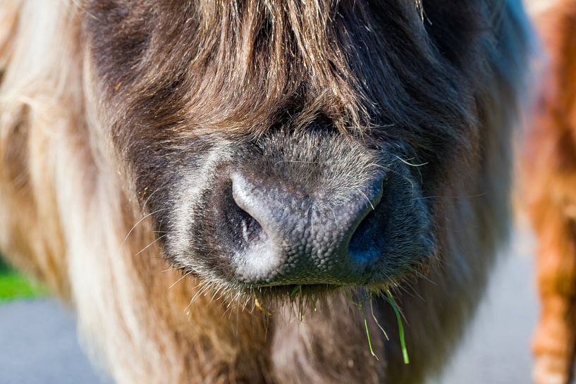 Scottish highlander closeup nose by Truckpowerr