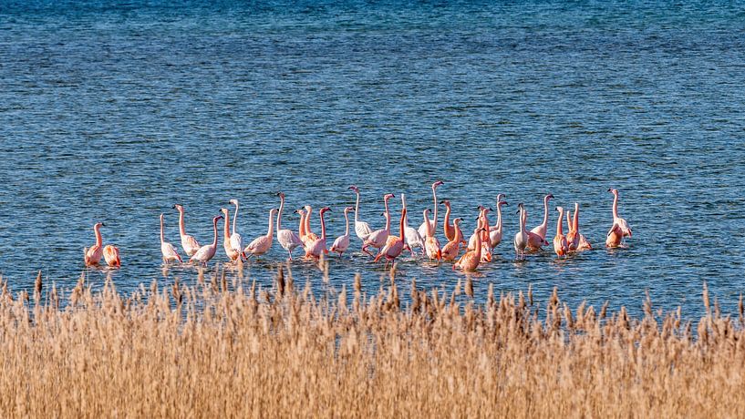 Flamingos in the Netherlands, the Phoenicopterus roseus. by Rob Smit