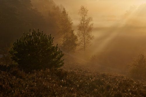 Tegenlicht op een mistige ochtend