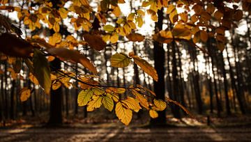 Ein sonniger Herbstmorgen im November