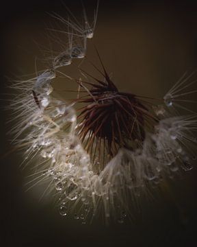 Droplet dandelion dark & moody van Sandra Hazes