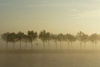 In the mist they appear 2